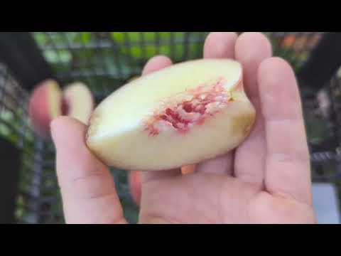 Видео: Аліросада, Екстрім 436, Роял Естет