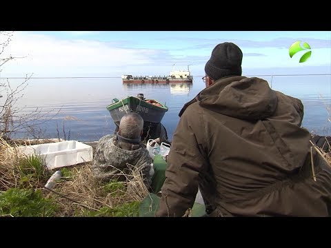 Видео: Полярные истории: “Река и люди”