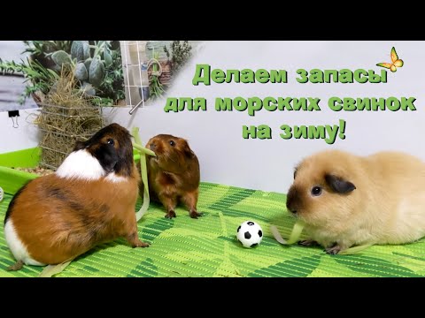 Видео: Что стоит обязательно заготовить для морских свинок на зиму!