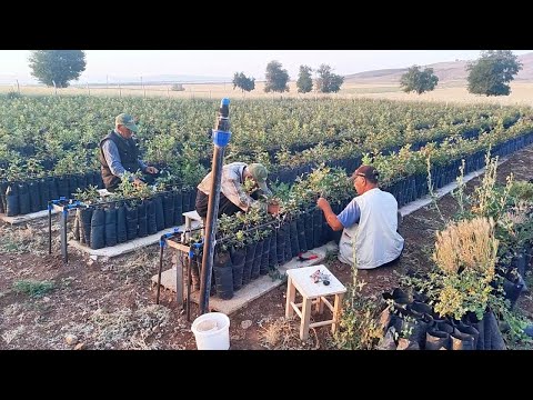 Видео: Фисташковый сад на бесплодной земле | GNSS-посадка, удаление камней и полив
