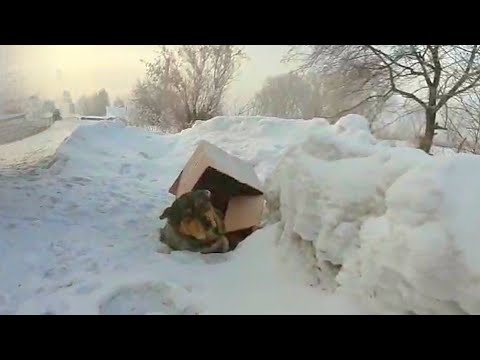 Видео: На обочине трассы очевидцы нашли собаку в коробке/пёс не вставал чуть не замёрз на смерть/Dog Rescue