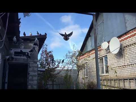 Видео: #Pigeons.Главный голубятник гоняет новых голубей. 