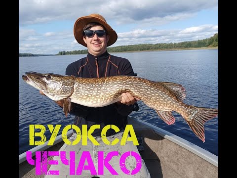 Видео: ПОЙМАЛ РЕКОРДНУЮ ЩУКУ!!! СКАЗ О ТОМ, КАК МЫ НА РЕКЕ ВУОКСА PANOPTIX LIVESCOPE ИЗУЧАЛИ. ЛОВЛЯ С ГИДОМ