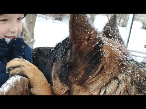 Видео: Мечта из детства - немецкая овчарка! У детей она уже свершилась)