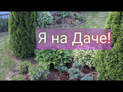 Видео: Обзор сада - север и запад, 18 июня. Подмосковье