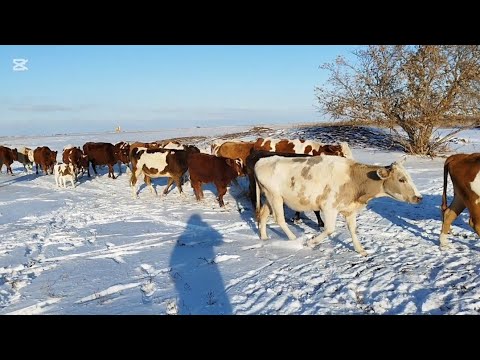 Видео: Ауыл тынысы.Сиырларды үйге әкелдік.