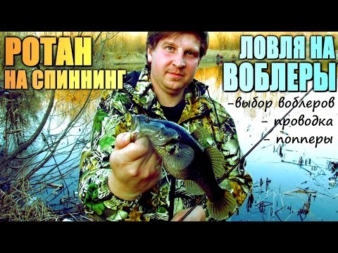 Видео: РОТАН на СПИННИНГ! ЧАСТЬ№1 - ловля на ВОБЛЕРЫ! Выбор приманок и техника анимации!