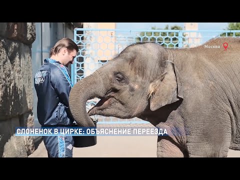 Видео: О передаче слоненка Эколь  из Ростовского-на-Дону зоопарка в Большой Московский цирк #СпасиЭколь