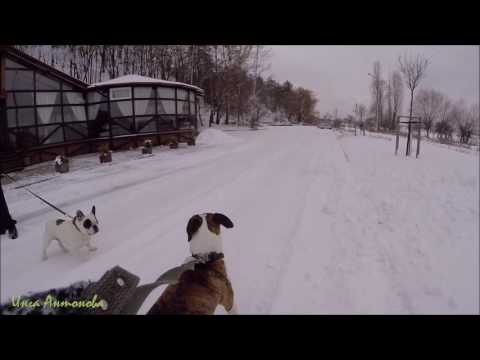 Видео: Французский бульдог против Американского стаффордширского терьера/French Bulldog vs Amstaffteriere