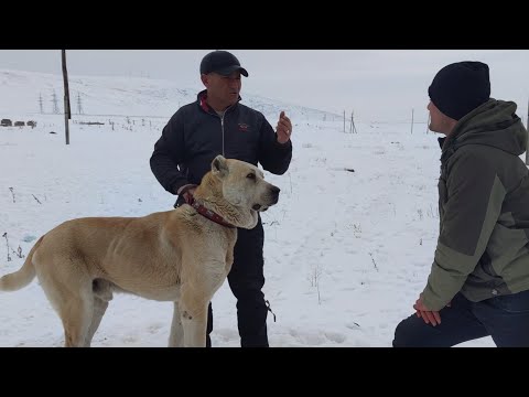 Видео: В гостях у собаковода Армена из Армении