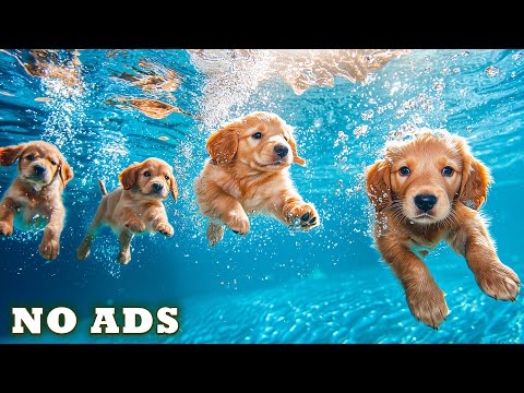 Видео: 12 Часов ТВ для Собак🐕‍🦺🐶Музыка от Разлуки и Тревоги для Собак❤️Успокаивающая Музыка для Собак