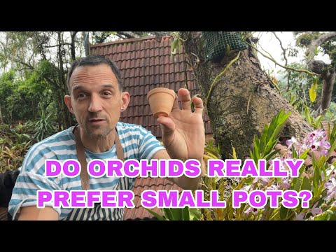 Видео: Простой способ сохранить орхидеи в маленьких горшках счастливыми