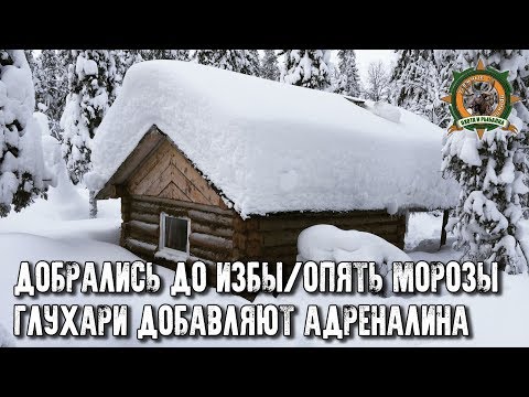 Видео: Наша таёжная изба/Долгий путь/Охота на глухаря