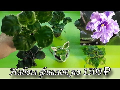 Видео: Онлайн магазин фиалок из Рыбинска. Предлагаю фиалки наборами. 28.08.2025г.