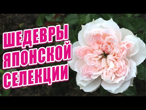 Видео: ШЕДЕВРЫ ЯПОНСКОЙ СЕЛЕКЦИИ