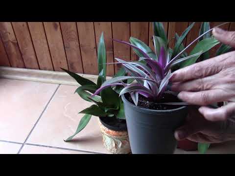 Видео: Традесканция рео в моей оранжерейке.  Не повторяйте моих действий!