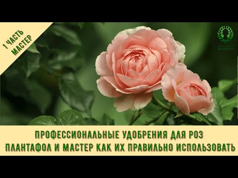 Видео: Проф.удобрения для роз-1ч. Плантафол и Мастер- как их правильно использовать? Питомник Е. Иващенко