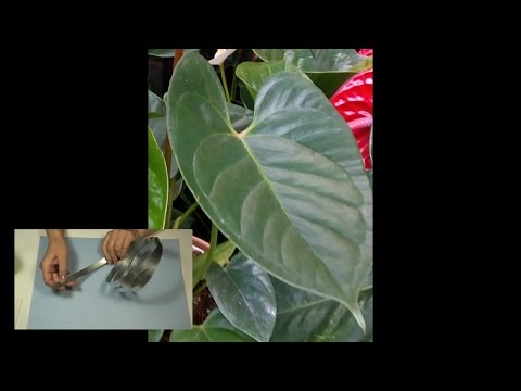 Видео: Изготовление каттеров для лепки цветов              (часть 1 )