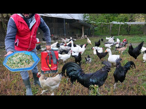 Видео: Уборка на большой ферме - Рецепт натурального куриного корма - Бизнес на ферме по выращиванию