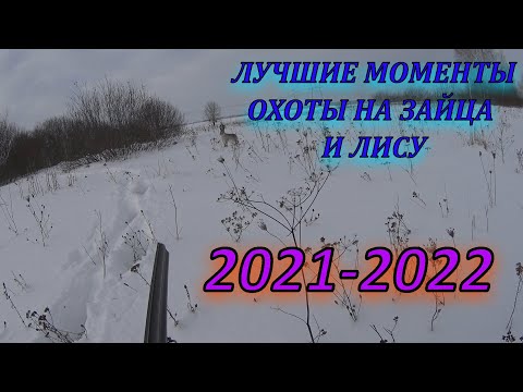 Видео: ЛУЧШИЕ МОМЕНТЫ ОХОТЫ НА ЗАЙЦА И ЛИСУ/2021-2022Г.