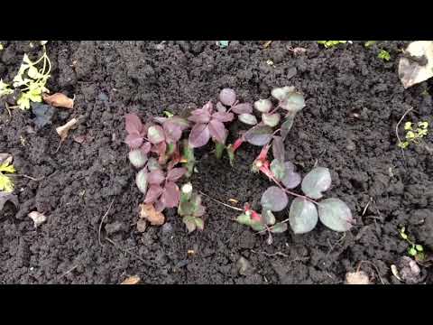 Видео: Три способа обрезки чайногибридных роз - Залог обильного цветения , здоровья и красоты куста🌹😉