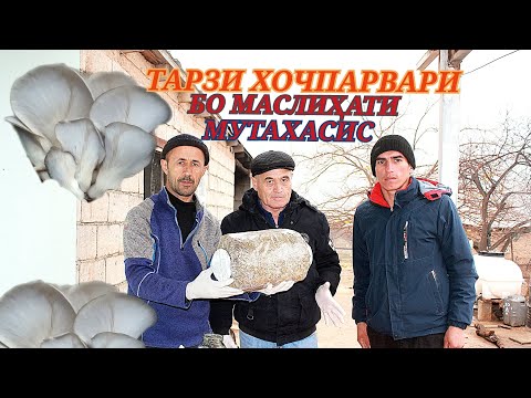 Видео: ТАРЗИ ТАЁР НАМУДАНИ ХОЧ (ЗАНБӮРУҒ) ДАР ШАРОИТИ ХОНА БО КОМПОС (АЗ МОДДАҲОИ САПРОФИТИ) 988867040