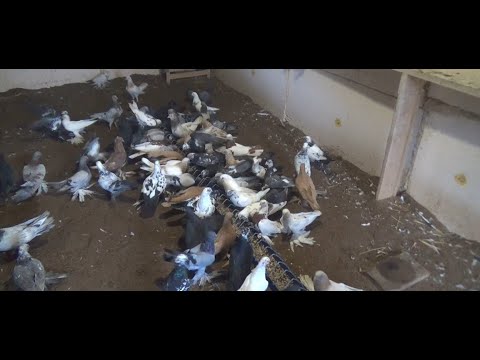 Видео: СРЕДНЕ АЗИАТСКИЕ И БАКИНСКИЕ ГОЛУБИ АЙРАТА ГАЛИМОВА