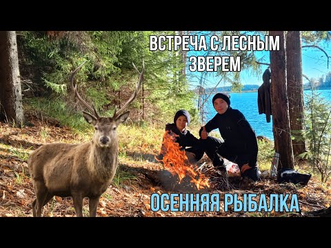 Видео: Рыбалка с лодки на щуку осенью | Встреча с огромным зверем | Лосиный гон