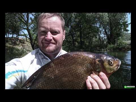 Видео: Великий Лящ на Бічний Кивок (Літня Мормишка) на Мілині. Перловка Руліт!