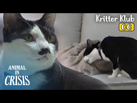 Видео: Кот с расстройством Пика ест одеяло и бумагу. Животное в кризисе. Серия 422.
