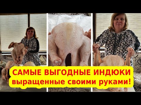 Видео: Какие породы индюков самые выгодные