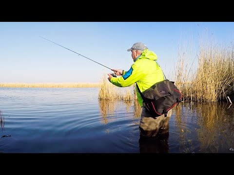 Видео: ОКУНЬ ДУРЕЕТ ПОСЛЕ НЕРЕСТА! Рыбалка на МикроДжиг и Отводной с берега!