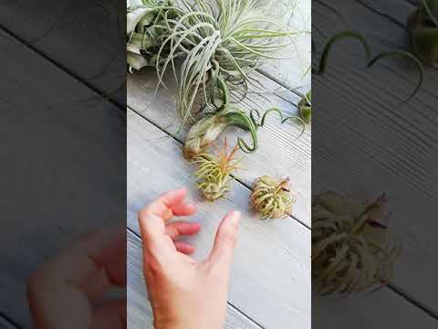 Видео: Тилландсии для новичков