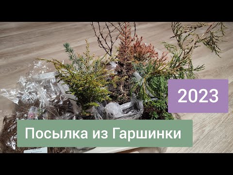 Видео: Распаковка посылки из Гаршинки 2023. Прострелы, туя, пихта и др. 🌱