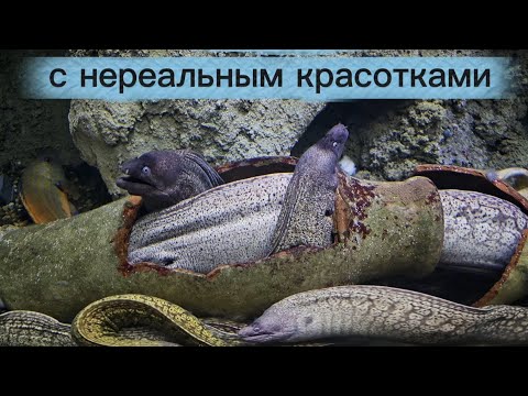 Видео: Aquarium de Vendée/ Невероятные приключения в аквариуме Франции