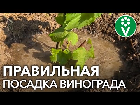 Видео: Как посадить виноград: пошаговая инструкция