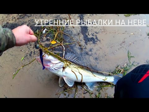 Видео: УТРЕННИЕ РЫБАЛКИ НА ТЯЖЕЛЫЙ ДЖИГ И ОТВОДНОЙ |  ЛОВЛЯ СУДАКА И ОКУНЯ