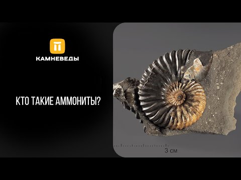 Видео: Кто такие аммониты?