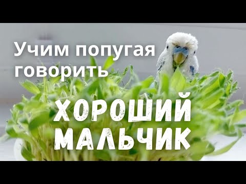 Видео: Учим попугая говорить Хороший мальчик