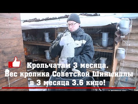 Видео: СУПЕР ВЕС Кролика Советской Шиншиллы в 3 месяца 3.6 кило!