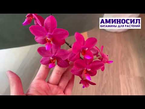 Видео: Сокровище Будды ФАЛЕНОПСИС - редкая орхидея - произошло чудо - как посадить орхидею?