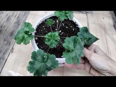 Видео: #256.Поэтапное выращивание черенка зонартика-часть 6. Бонус-обзор цветения пеларгонии.