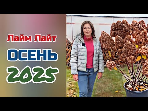 Видео: Подвязка метельчатой гортензии. 