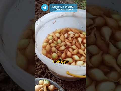Видео: Секреты посадки лука осенью ! #огород #дача #рекомендации #подкормка #лук #осень