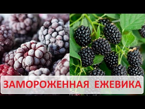 Видео: Заморозка ежевики. Мое мнение о замороженной ежевике