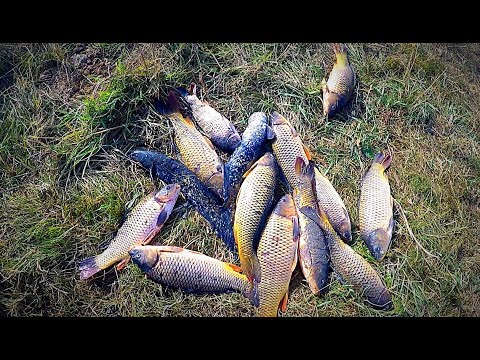 Видео: Поехал на охоту, а наловил сазанов руками) Первый выезд на мотоцикле, после ремонта.