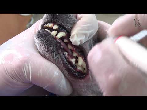 Видео: Факультатив! Алексей Павлов. Чистим Зубы.