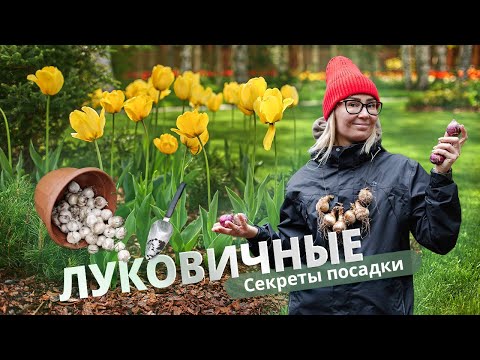 Видео: Луковичные. Секреты посадки. #тюльпаны #луковичные #луковичныецветы #гиацинт #крокусы #нарциссы