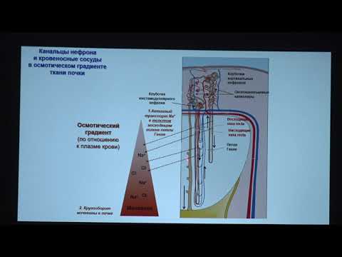 Видео: Тарасова О. С. - Физиология человека и животных. Часть 2 - 7. Регуляция работы почек