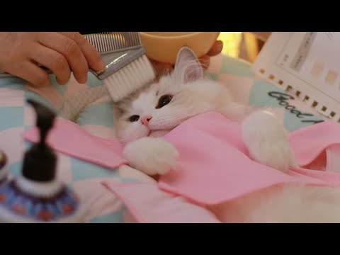 Видео: Окрашивание волос + макияж для фотосессии | The Cat Spa ASMR